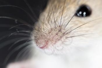 mouse nose. close-up