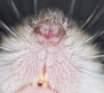 mouse nose. close-up