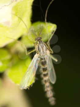 mosquito in nature. close-up