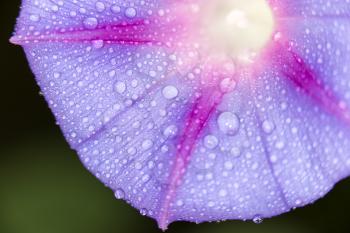 drops of water on purple flower