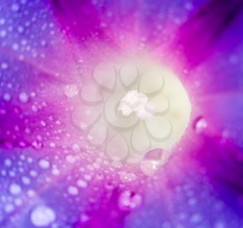 drops of water on purple flower