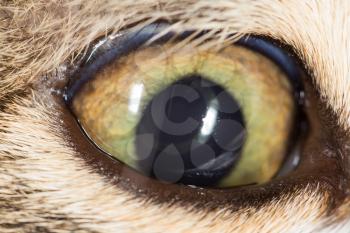 cat eye. close-up