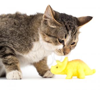 cat with a toy on a white background