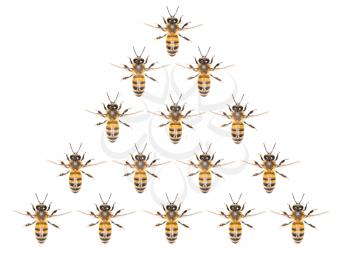 a swarm of bees on a white background