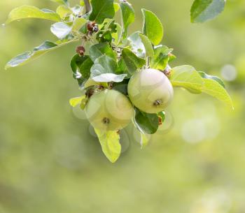 ripe apples on the tree in nature