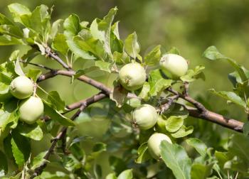 Fresh ripe green apples on tree in summer garden