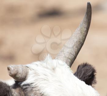 cow horns