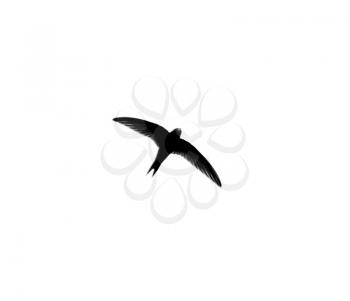 swallow on a white background