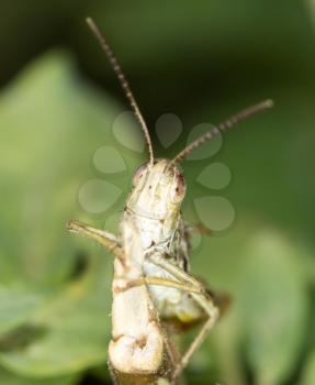 grasshopper in nature. close-up