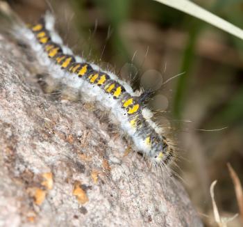 caterpillar in nature. close-up