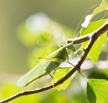 grasshopper in nature. close-up