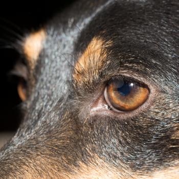 Eye dog. close-up