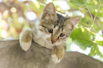 Portrait of a kitten in nature