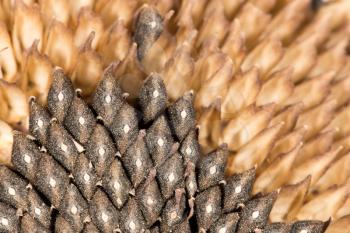 seeds in a sunflower. close-up