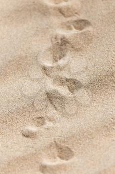 footprints in the sand lizard