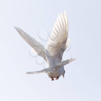 dove in flight in the sky