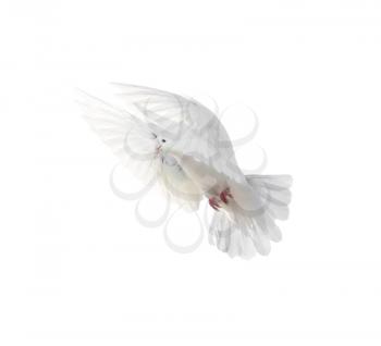 A free flying white dove isolated on a white background