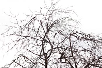 bare tree branches on white