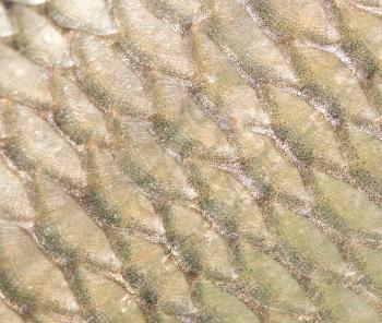 pattern of fish scales