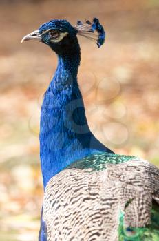 peacock portrait on nature