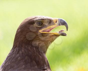 eagle portrait on nature