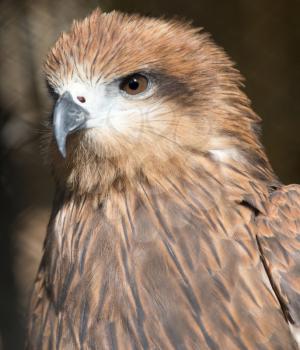 Portrait hawk on nature