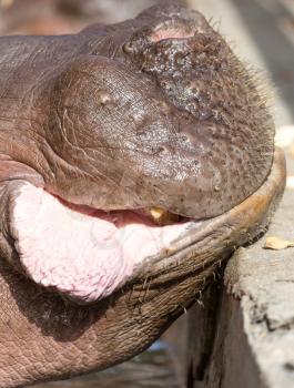 lip hippo