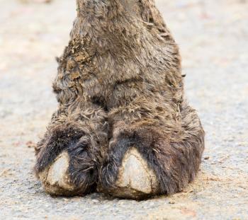 camel foot