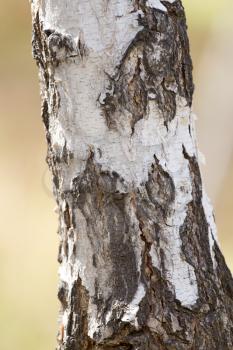 birch trunk in nature