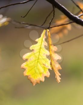 autumn leaves in nature
