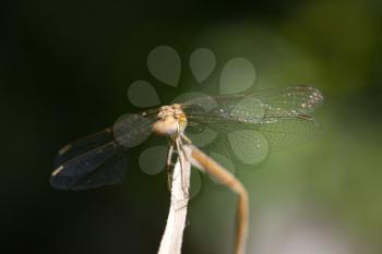 dragonfly in nature. macro