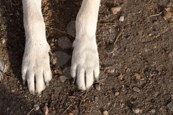 dog paws