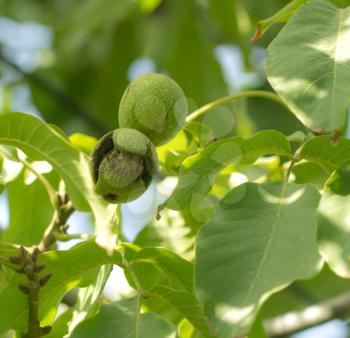 ripe walnuts on the tree