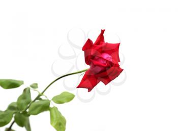 rose on a white background