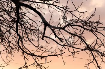 bare branches of a tree at sunset