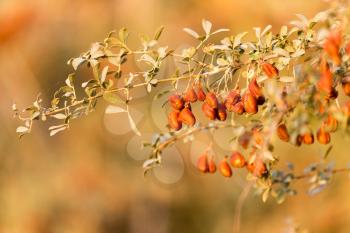 orange seeds on the bush