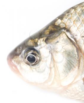 fish head on a white background