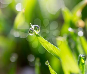 water drops on a green grass
