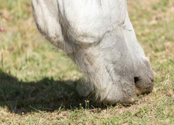 the nose of a white horse