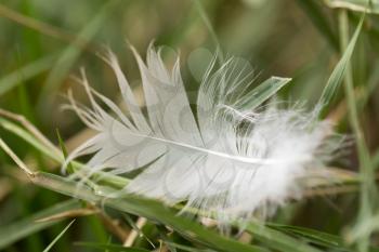 white feather in the grass