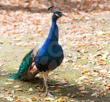 peacock portrait on nature