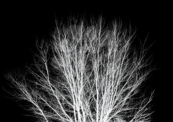 bare tree branches on a black background