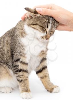 caress a cat on a white background