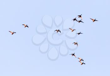 duck in flight against blue sky
