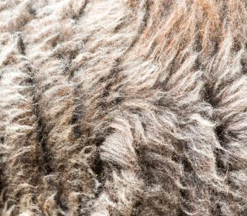 background made ​​of wool sheep