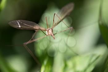 mosquito in the grass outdoors. macro