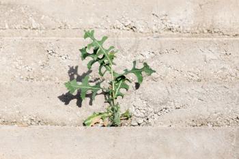 plant in concrete