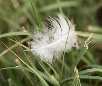 white feather in the grass
