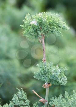 coniferous branch on nature