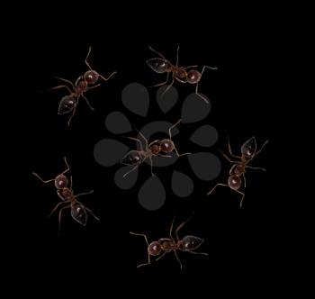 ants on a black background. macro